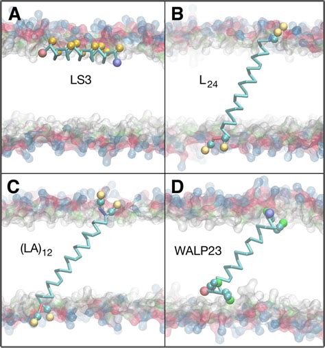 Equilibrated Peptide Orientations In µs Membrane Bound Simulations The Download Scientific