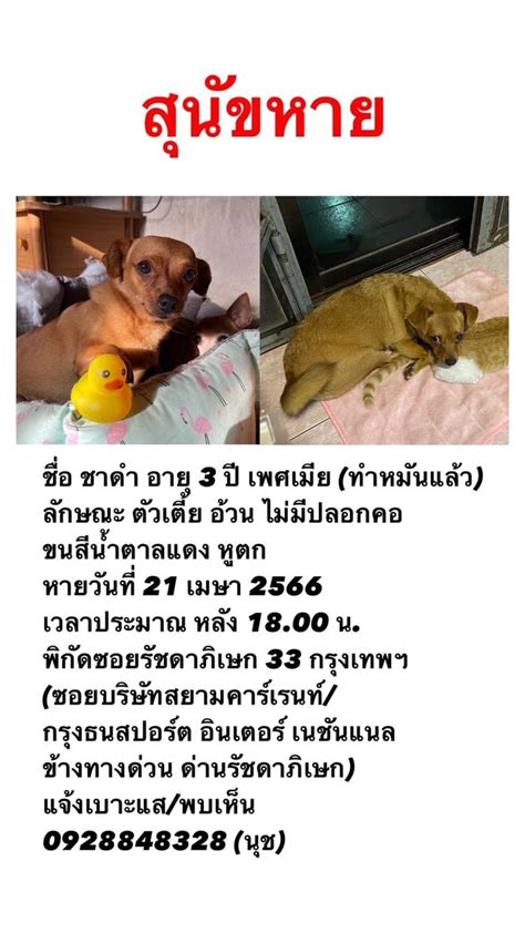 เอพพヽ ε ノ on Twitter RT pa ued นองหมาเพอนหาย ใครมเบาะแส