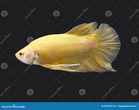 Betta Super Yellow Plakat Hmpk Male Or Plakat Fighting Fish Splendens