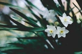 Ultimate Guide To The Narcissus Flower Meaning Symbolism Petal Republic