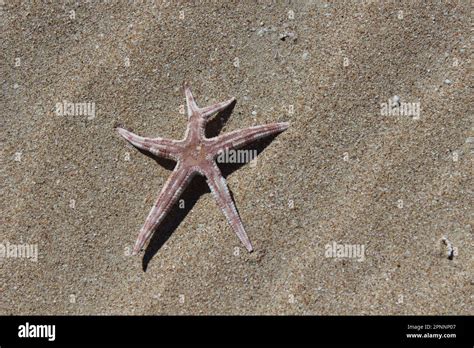 Sand Sea Star Starfish With A New Double Growth Arm A Starfish Can