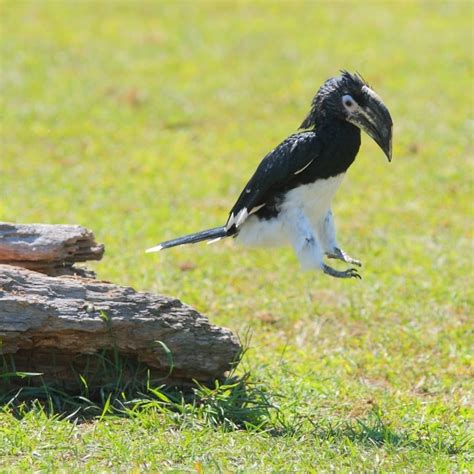 Chikara, African Trumpeter Hornbill - Hawk Creek Wildlife Center