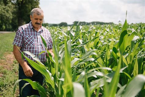 Adult Farmer Checking Plants On His Farm Agronomist Holds Tablet In