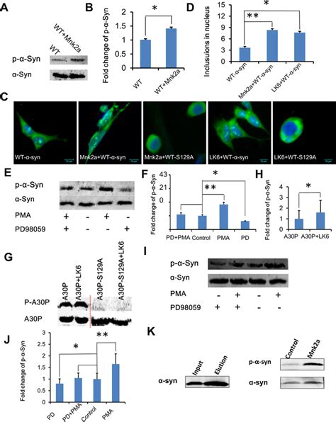 LK6 Mnk2a mediate α synuclein phosphorylation signal mechanism A