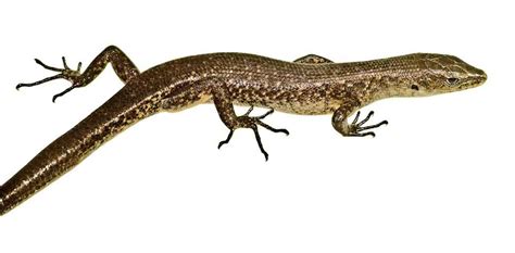 Australian Endangered Species Christmas Island Forest Skink