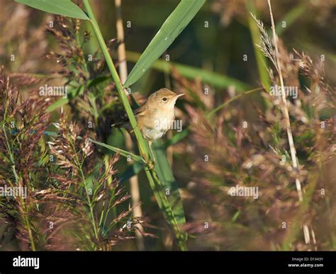 Reed warbler cuckoo nest hi-res stock photography and images - Alamy