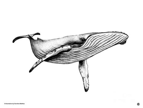 Blue Whale Drawing by Carolina Matthes - Pixels