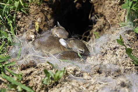 European Rabbit Babies Photograph by M. Watson | Fine Art America