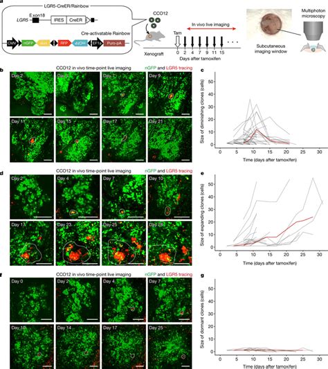 In Vivo Live Lineage Tracing Of Human Lgr Crc Stem Cells A Workflow