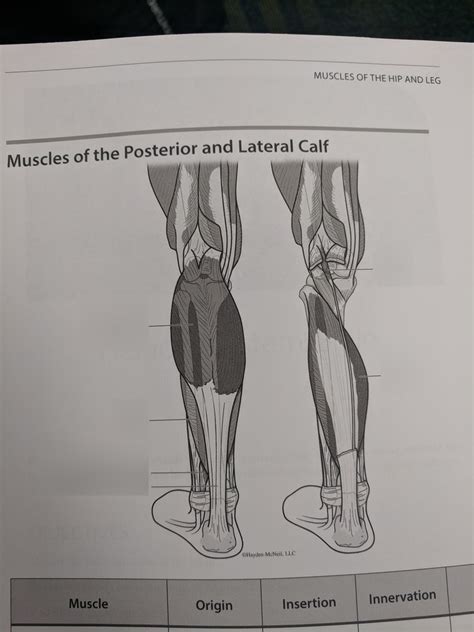 Muscle Of The Posterior And Lateral Calf Diagram Quizlet