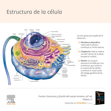 Célula por dentro: Descubre su estructura y funcionamiento