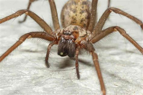 Niektoré pavúky sa posúvajú v evolučnom rebríčku vyššie tvrdia vedci