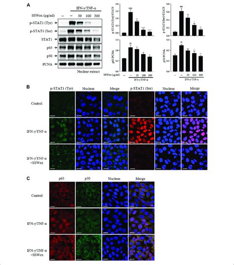 Effect Of Sswex On Ifn γ Tnf α Induced Nf κb And Stat1 Translocation