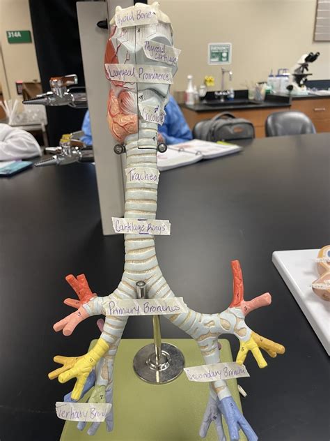 Bio 142 3 Diagram Quizlet