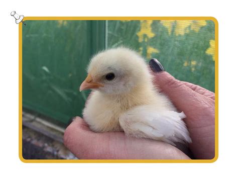 childrens-farm-chick - Elm Nursery