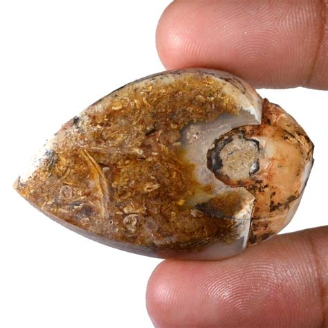 117 10 Karat 100 Natürlich Fossil Schnecke Achat Quarz Druzy Cabochon