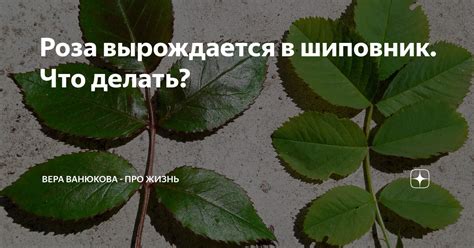 Роза вырождается в шиповник. Что делать? | Вера Ванюкова - про жизнь | Дзен