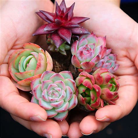 Live Succulents Plants Variety Pack Real Large Assorted Succulents