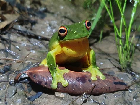 Citizen Science Reveals The Breeding Seasons Of Frogs Is Longer In The