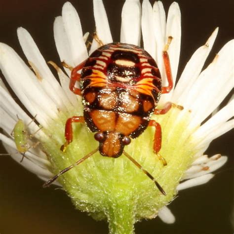 Stink Bug Nymph Podisus BugGuide Net