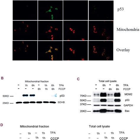 Tpa Induced P53 Mitochondrial Translocation Mitochondrial Dysfunction