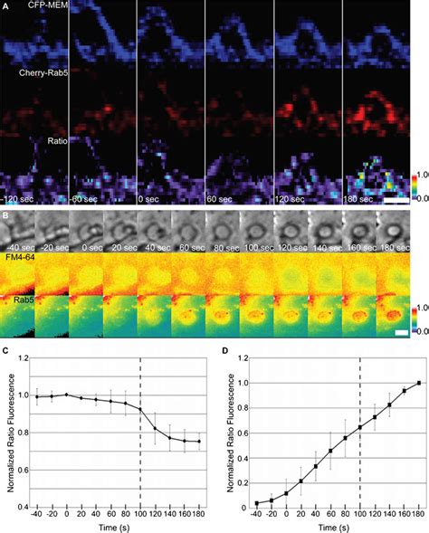 Macropinosome Closure Precedes Peak Localization Of Rab A D