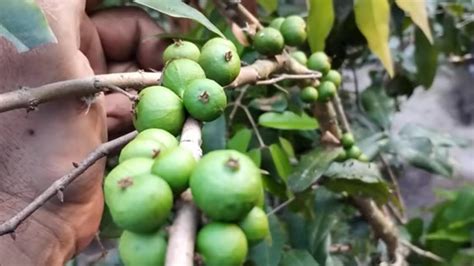 Frut Fera Produzindo Em Vaso Jabuticaba Mirtilo Peludo Caj Sapoti