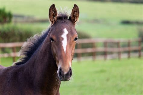 Common Eye Conditions in the Horse - Leatherstocking Veterinary Group