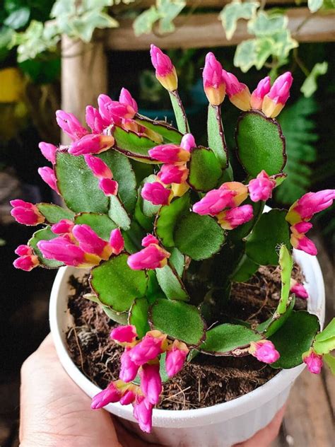 Cây Hatiora graeseri Easter Cactus Xương Rồng Phục Sinh chậu treo bí