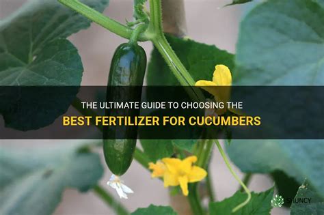 The Ultimate Guide To Choosing The Best Fertilizer For Cucumbers Shuncy