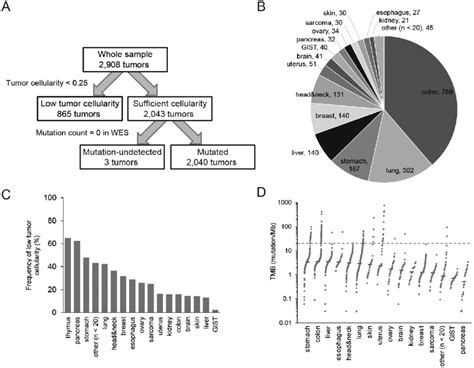 Sample Classification And Tumor Mutation Burden Tmb A All Samples Download Scientific