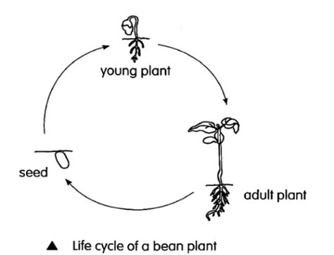 Primary 3 Science for October - Life Cycles in Plants