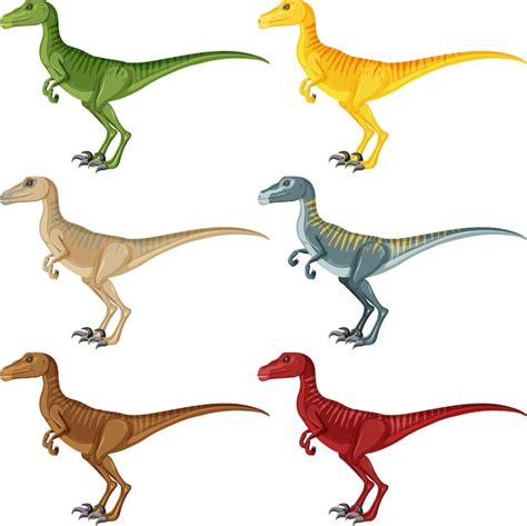 Free Vector A Set Of Velociraptor Dinosaurs On White Background