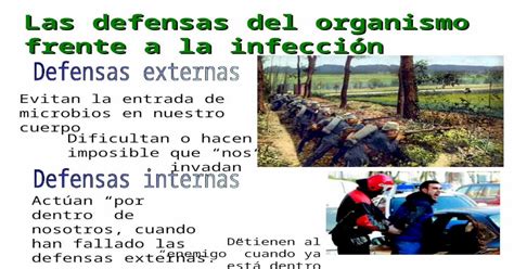 Las Defensas Del Organismo Frente A La Infección Evitan La Entrada De