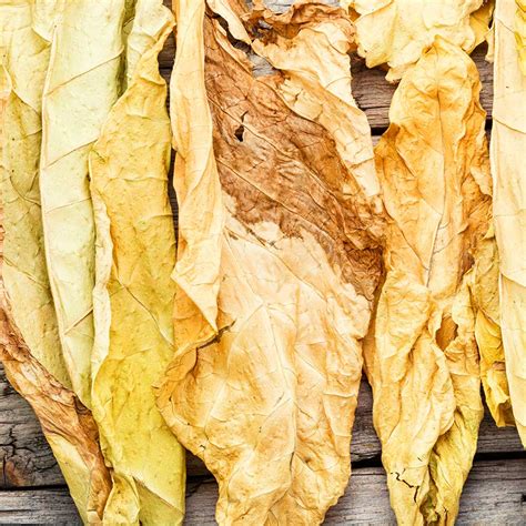 SIJARA International Manufacturing – Tobacco Experts