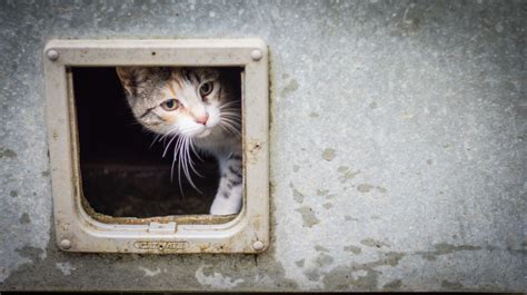 The 7 Best Cat Doors Of 2021