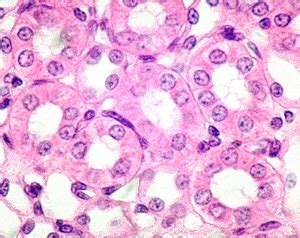 Simple Cuboidal Epithelium Tissue Under Microscope Micropedia