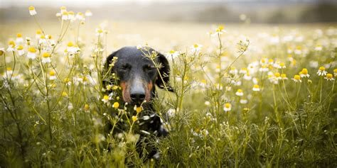 Grass Seeds In Dogs Your Need To Know Guide Petsure