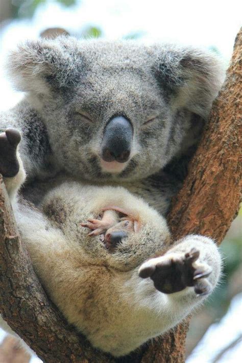 Koala joey in pouch Animals And Pets, Funny Animals, Wild Animals ...