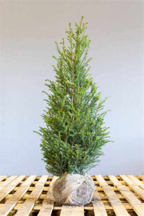 Taxus Baccata Cm