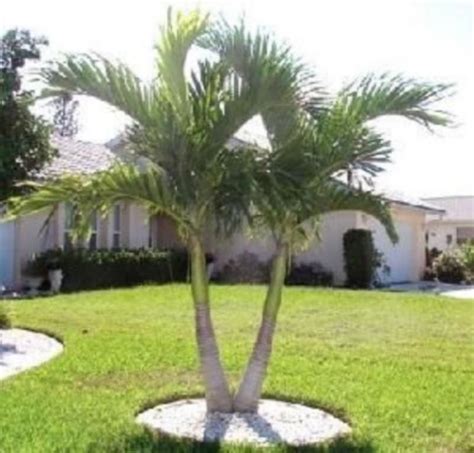 30 Gorgeous Palm Trees In The Front Yard Palm Trees Landscaping Palm