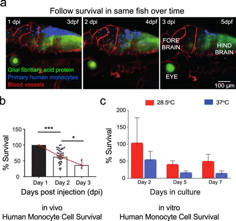 Primary Human Monocytes Survive At Physiological Temperature Of The