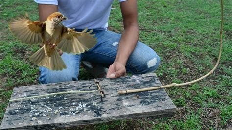 Cara Membuat Perangkap Burung Pelajaran Inti