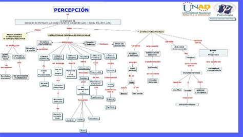 Mapa Conceptual De La PercepciÓn