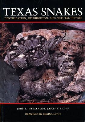 Texas Snakes Identification Distribution And Natural History