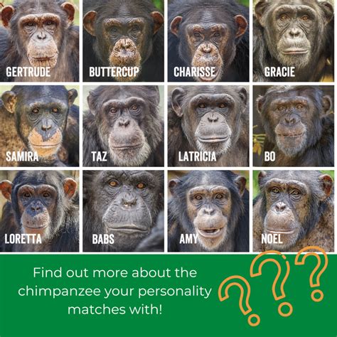 Personalitygrid Project Chimps