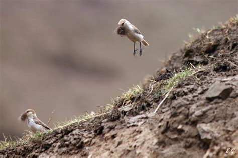 Ground Tits Building Nest BirdForum