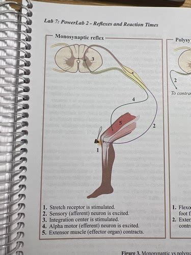 Lab 7 PowerLab 2 Reflexes And Reaction Times Flashcards Quizlet