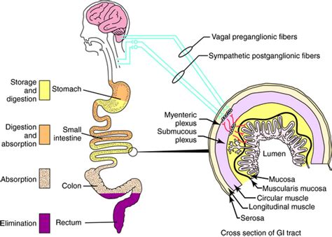 Drugs Affecting The Gastrointestinal System Basicmedical Key