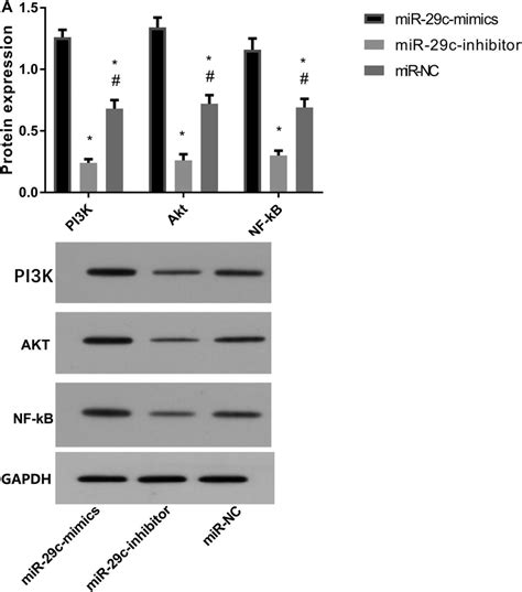 Protein Expression After Mir 29c Transfection By Western Blot A Download Scientific Diagram